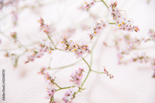 Pink flower background