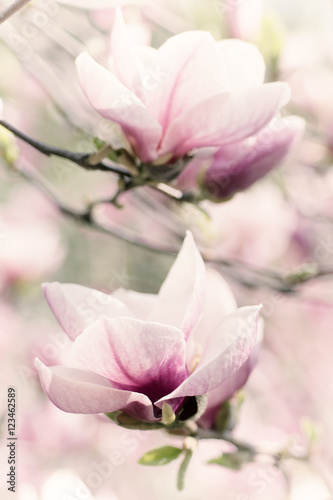 Blossoming of magnolia white flowers in spring time, retro vintage hipster image © Roxana
