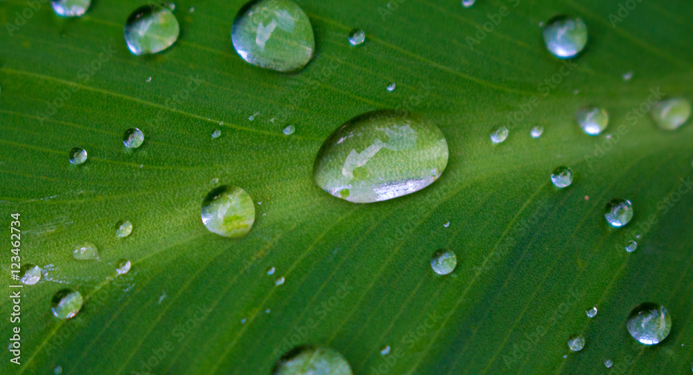 Green tropical leaf with rain water drops closeup