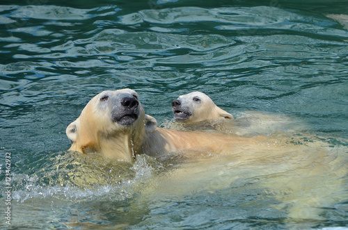 Медведица с медвежонком купаются в воде.