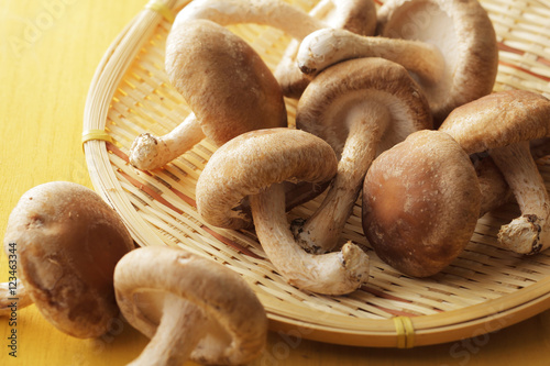 しいたけ　shiitake photo