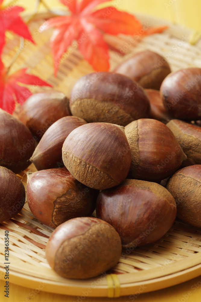 栗　Japan chestnuts