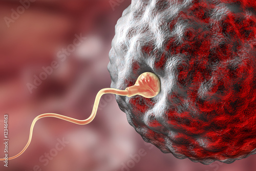 Fertilization of human egg cell by spermatozoan, 3D illustration