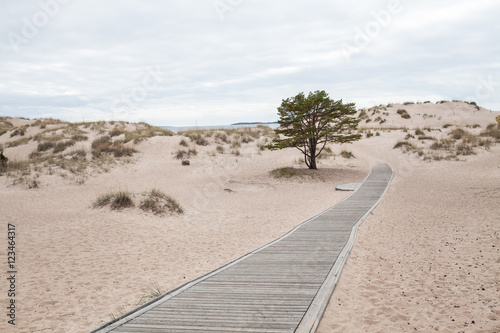 Fototapeta Naklejka Na Ścianę i Meble -  Dunes at Yyteri Beach 