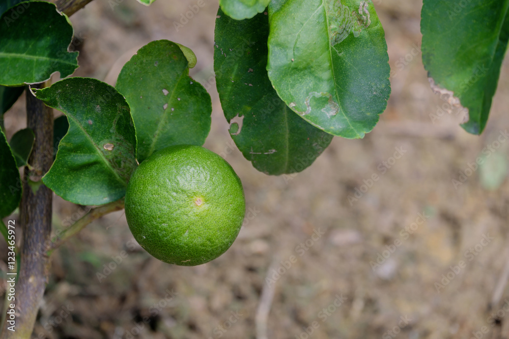 Green lemon on tree.