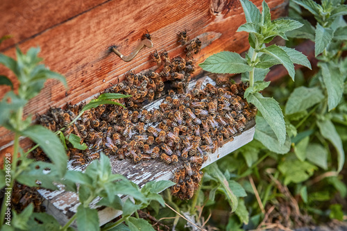 Swarm of bees on the landing board of a bee hive next to mint le