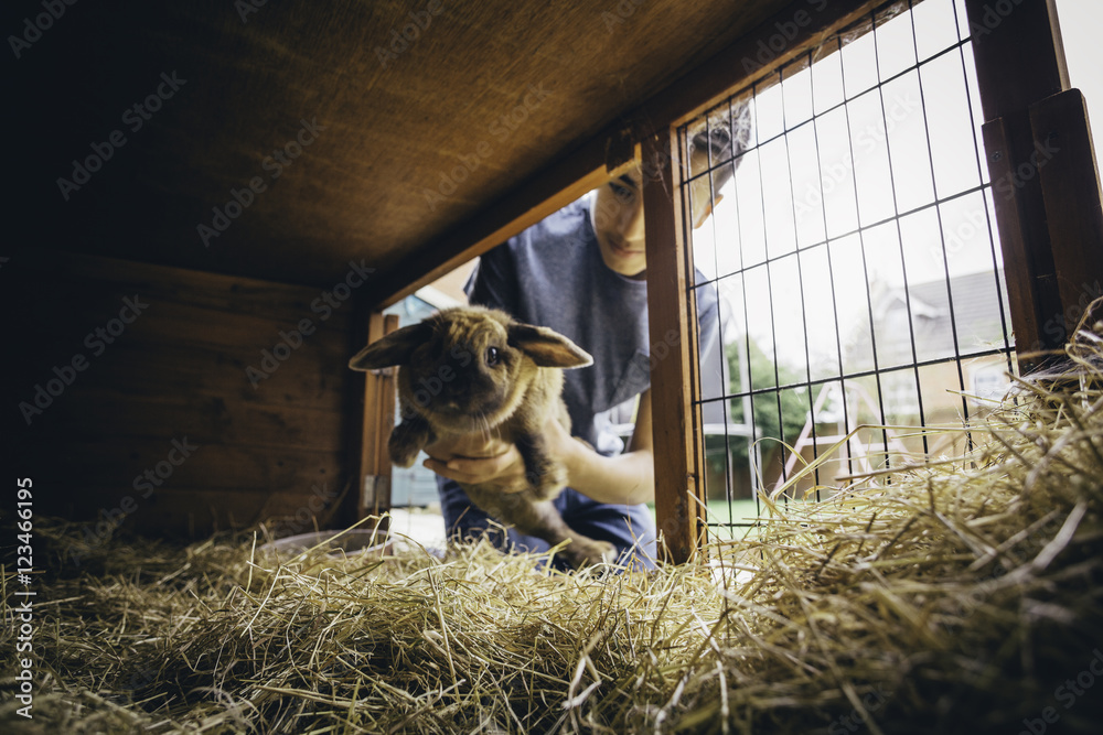 Fototapeta premium Putting the Rabbit Back