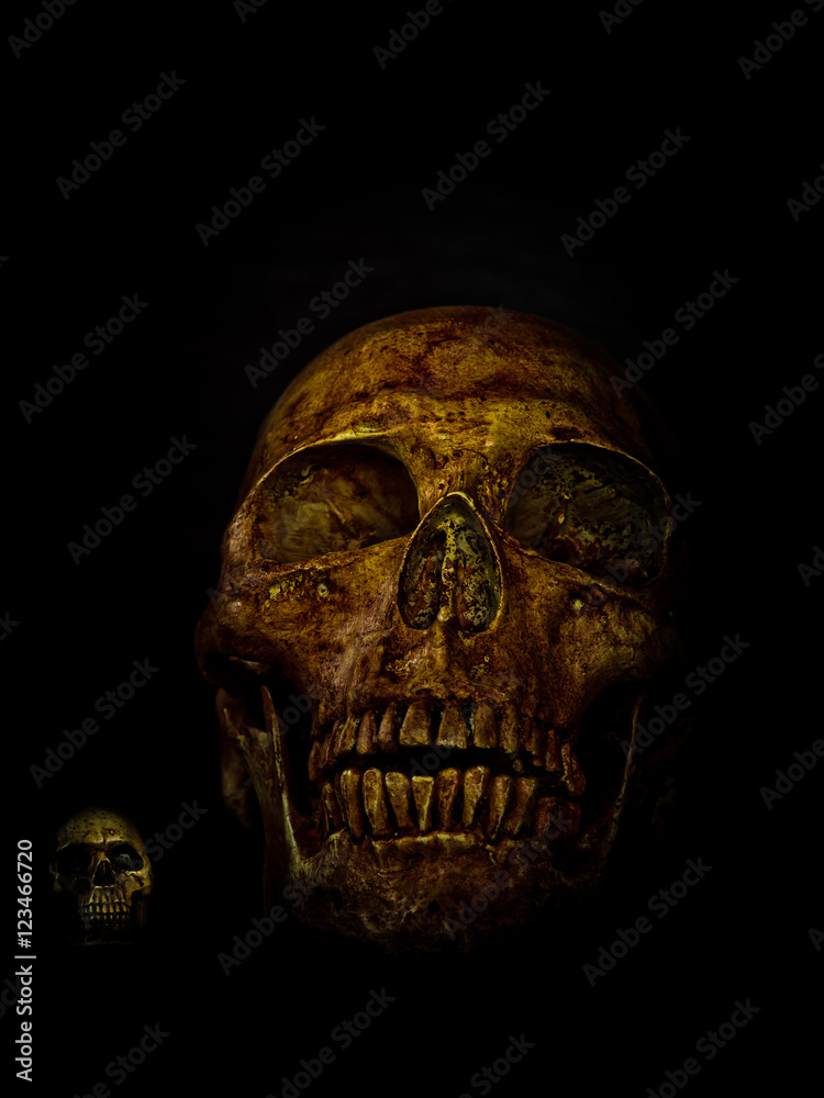 Human skull Human skull