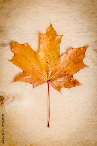 dry and yellow maple leaf on old wooden table