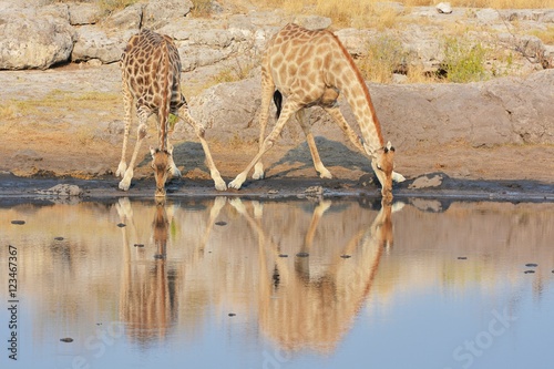 Giraffen (giraffa camelopardalis) am Wasserloch (Etosha Nationalpark)