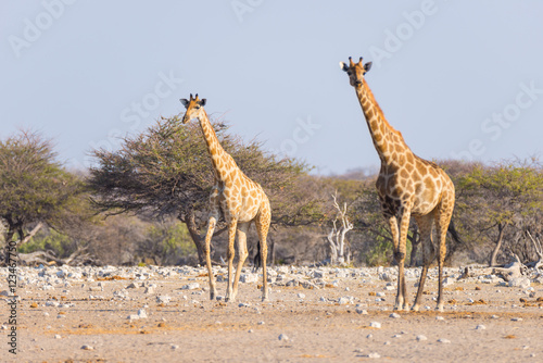 Couple of Giraffe walking in the bush on the desert pan  daylight. Wildlife Safari in the Etosha National Park  the main travel destination in Namibia  Africa.