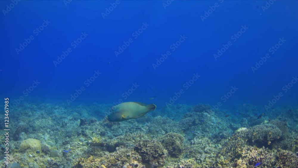 Napoleon on a coral reef. Humphead wrasse. 4k footage Napoleon on a coral reef. Humphead wrasse. 4k footage