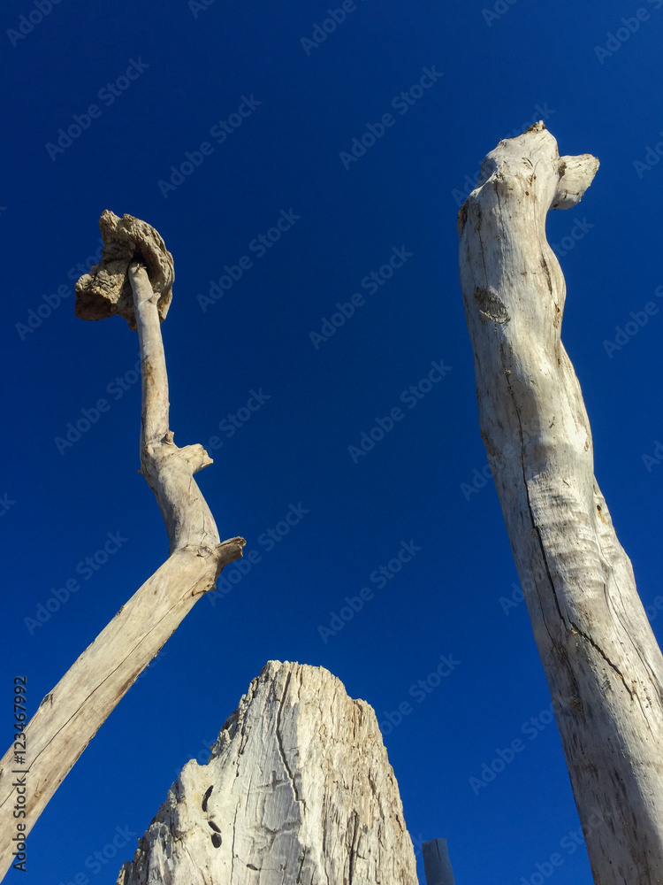 White trees on blue sky background. White winded timber by the sea