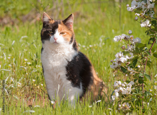 Canvas Print Beautiful calico cat sitting in grass next to wild blackberries in full bloom