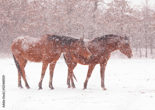 Two bay horses in heavy snowstorm