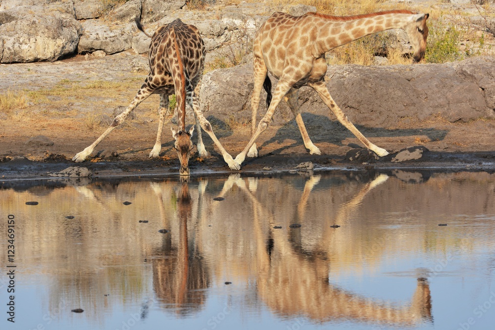 Fototapeta premium Giraffen (giraffa camelopardalis) am Wasserloch (Etosha Nationalpark)