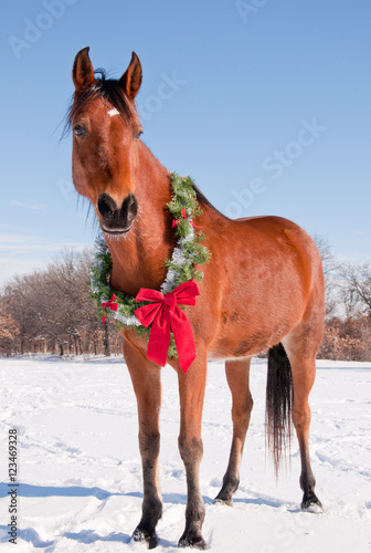 Bay Arabiabn horse in snow with a Christmas wreath around his neck - concept of gift horse