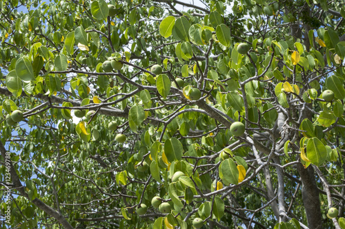 Deadly manchineel tree with fruit