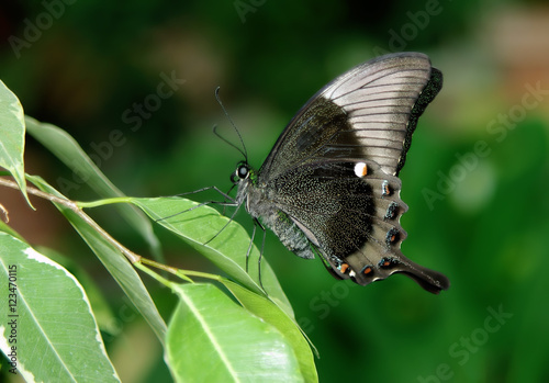 Beautiful elegant butterfly