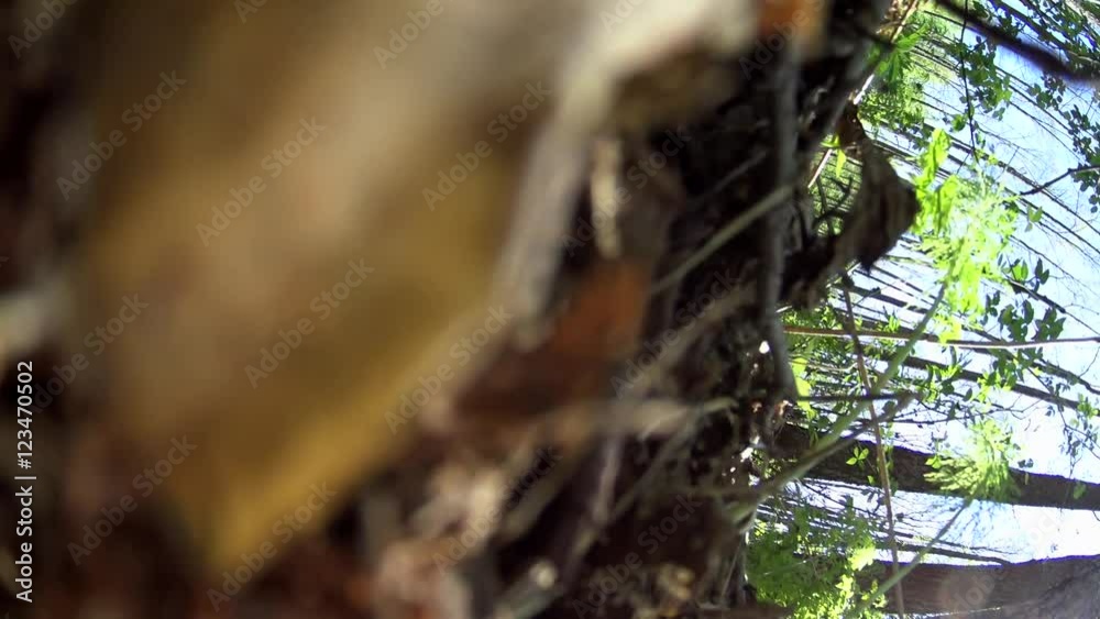 Girl Split Tree In Smart Watch In Forest, Low Angle, Camera Drop Girl Split Tree In Smart Watch In Forest, Low Angle, Camera Drop
