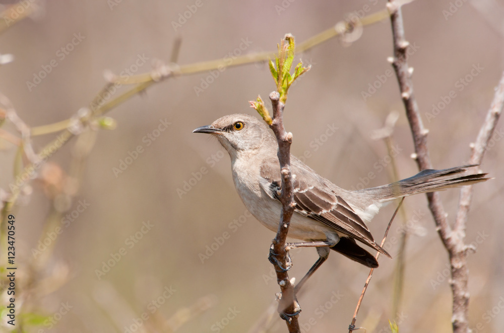 Northern Mockinbird, Mimus polyglottos, a very vocal songbird perched on a twig in early spring