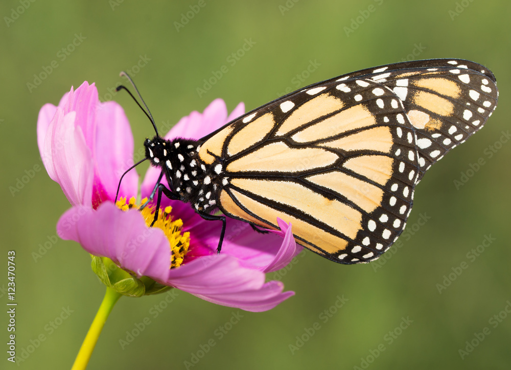 Naklejka premium Closeup of a migrating Monarch butterfly feeding on a pink Cosmos flower