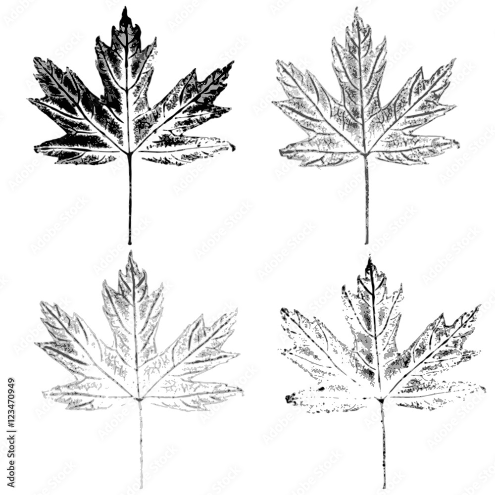 maple leaves imprint global color