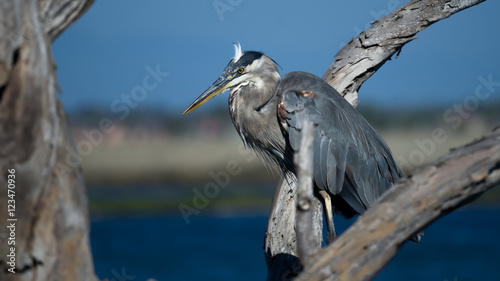 Great Blue Heron Perched on a Tree Limb