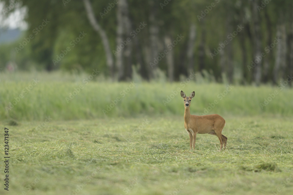deer in captive deer in captive