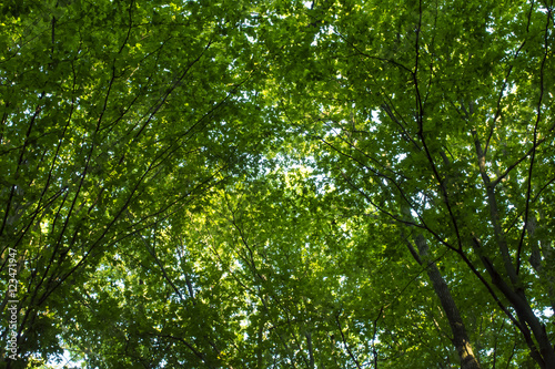 Photo of an old trees in a green forest