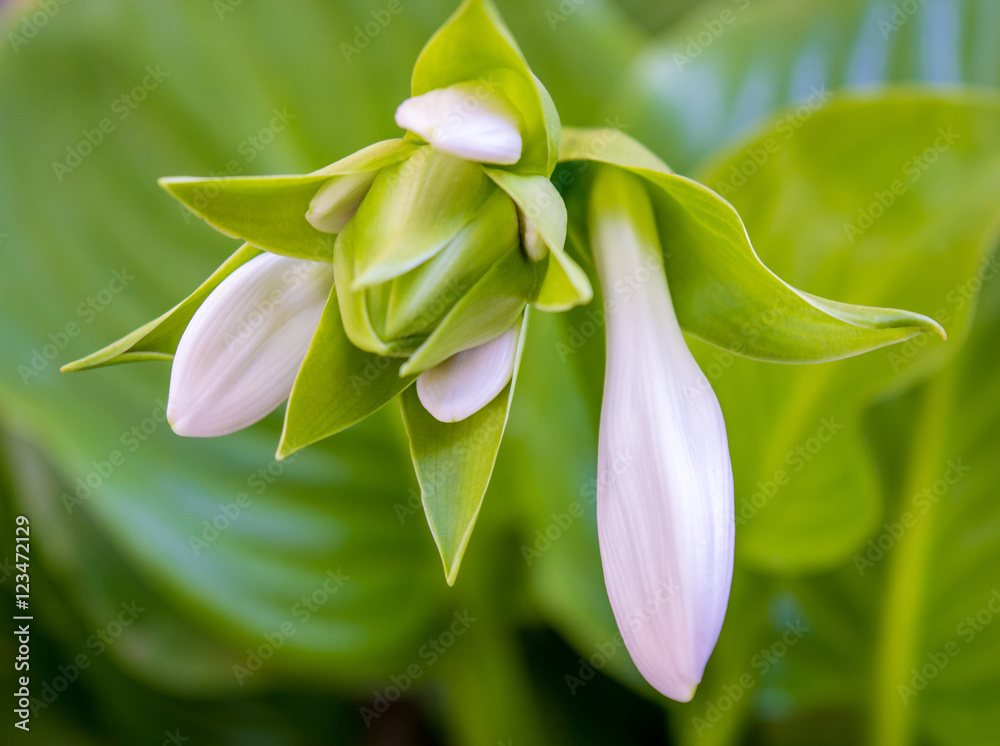 Fototapeta premium Photo of the green bud of white flower in the garden