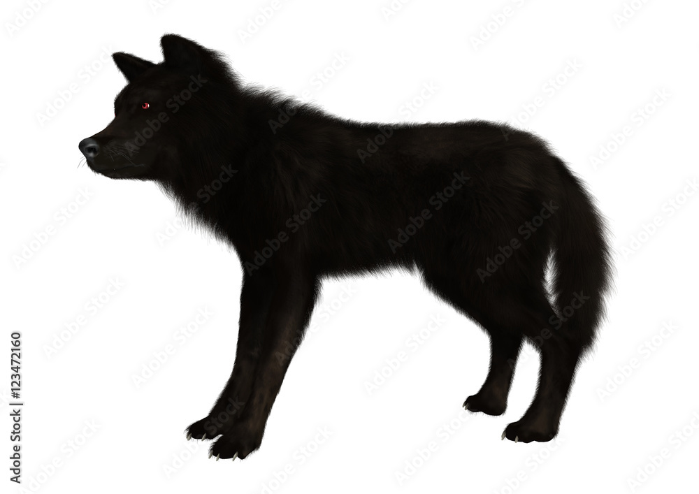 3D Rendering Black Wolf on White