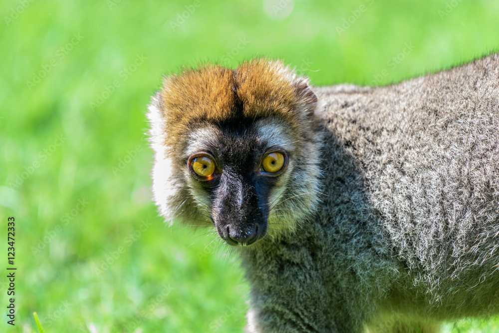 Obraz premium Lemur Portrait On Madagascar Island