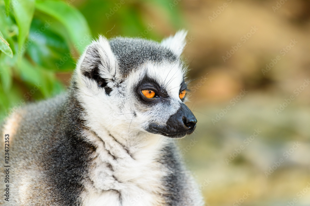 Lemur Portrait On Madagascar Island Lemur Portrait On Madagascar Island