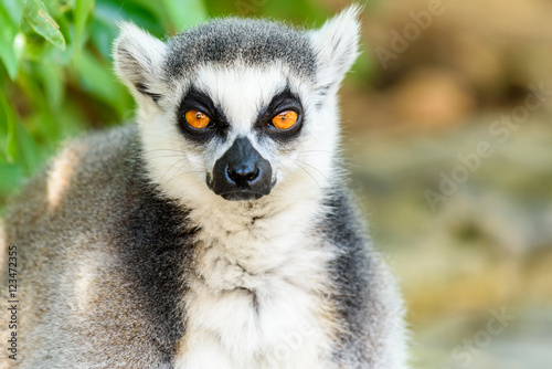 Lemur Portrait On Madagascar Island © radub85