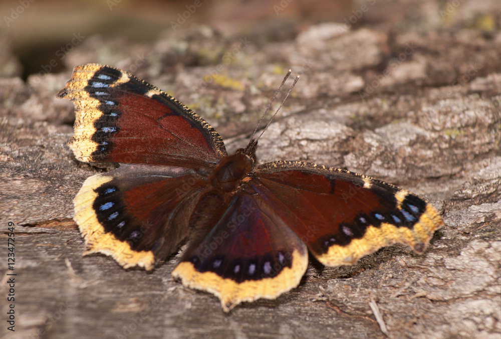Mourning Cloak butterfly feeding on oak tree sap Mourning Cloak butterfly feeding on oak tree sap