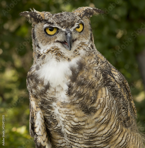 Beauitiful Owl In The Forest