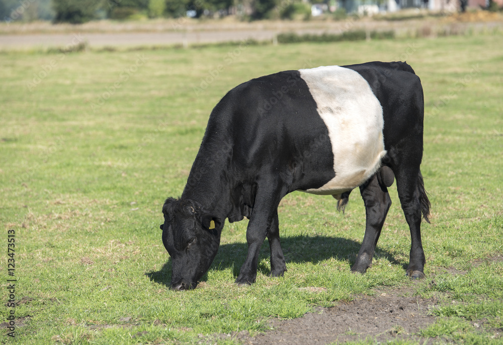 Lakenvelder belted bull calf Lakenvelder belted bull calf