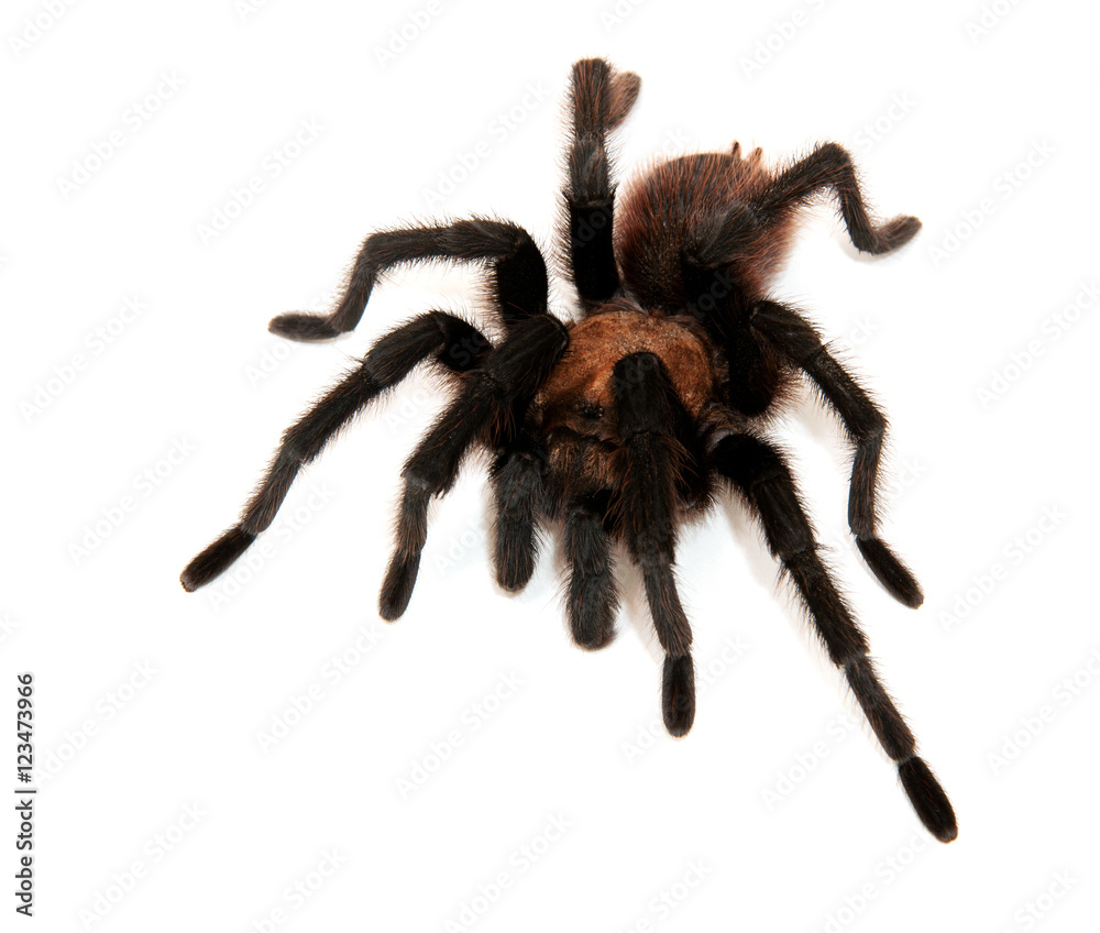 Oklahoma Brown Tarantula isolated on white Oklahoma Brown Tarantula isolated on white