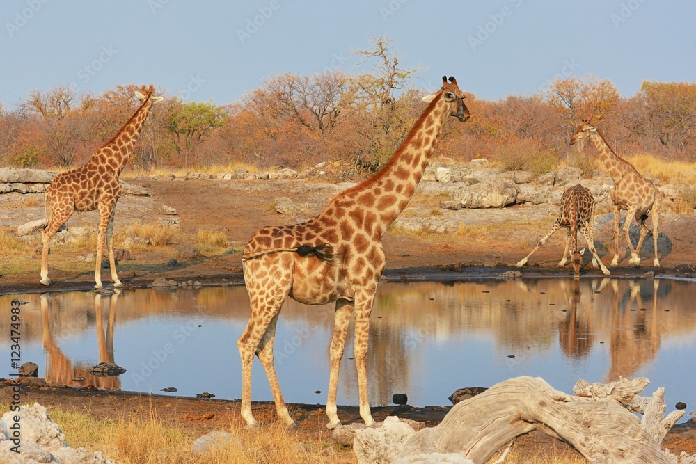 Fototapeta premium Giraffen (giraffa camelopardalis) am Wasserloch (Etosha Nationalpark)
