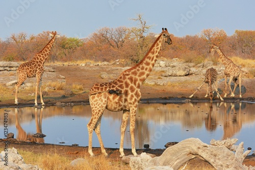 Giraffen  giraffa camelopardalis  am Wasserloch  Etosha Nationalpark 