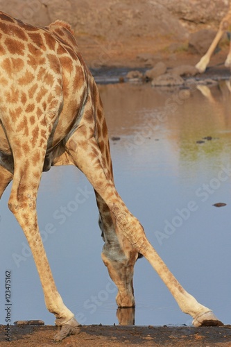 trinkende Giraffe  giraffa camelopardalis  im Etosha Nationalpark