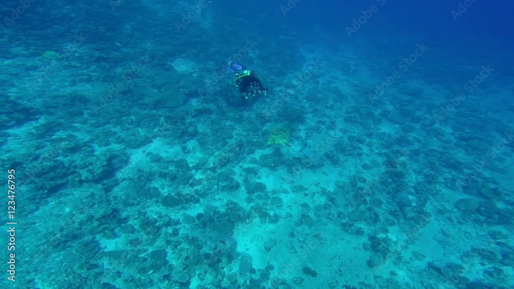 Underwater photographer, capturing Hawksbill turtles. Turtle swimming away from the diver on the reefs of the Maldives archipelago, Indian Ocean. Underwater photographer, capturing Hawksbill turtles. Turtle swimming away from the diver on the reefs of the Maldives archipelago, Indian Ocean.