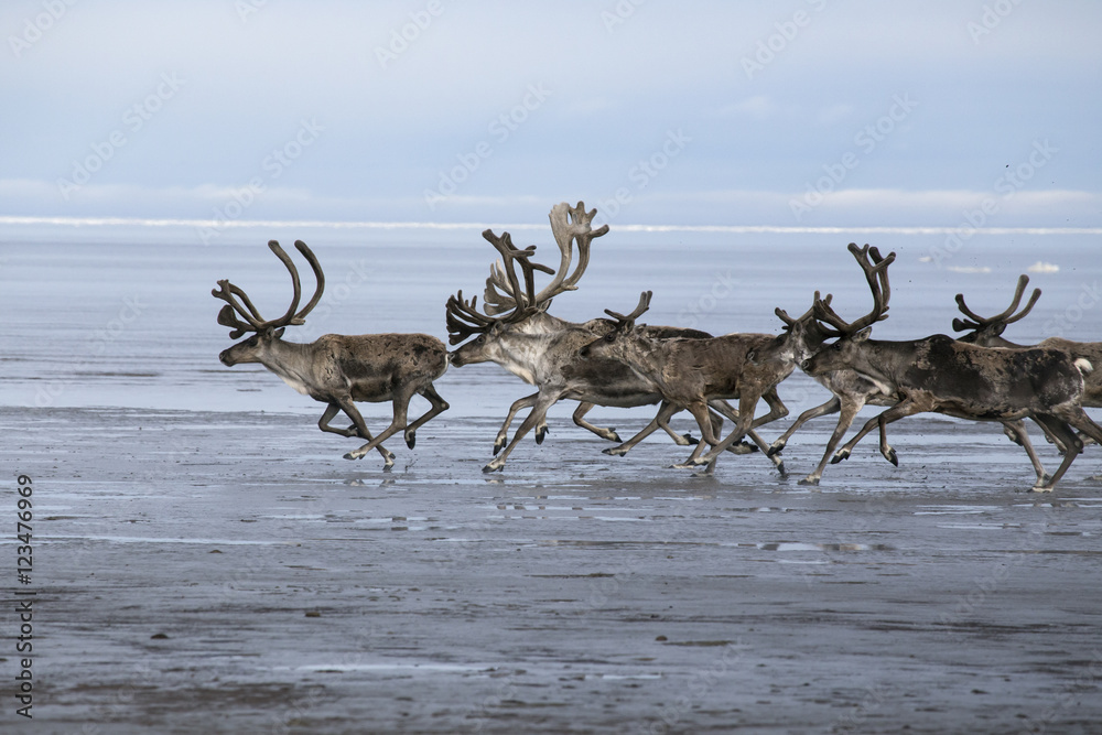 Fototapeta premium A herd of deer running on the sea shelf. Laptev Sea, Yakutia, Russia.