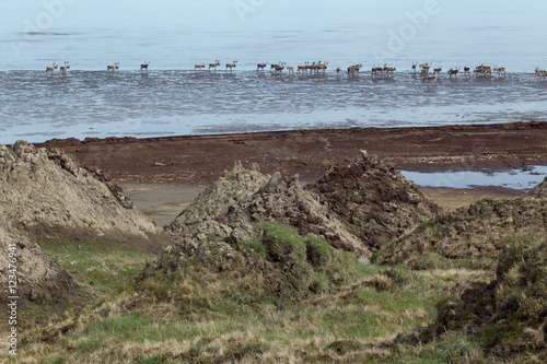 A herd of deer in the sea. Laptev Sea, Yakutia, Russia. photo