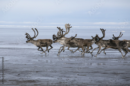 A herd of deer running on the sea shelf. Laptev Sea, Yakutia, Russia.