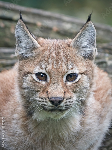 Eurasian lynx (Lynx lynx)