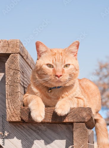 Ginger tabby cat resting on a wooden step, looking at the viewer