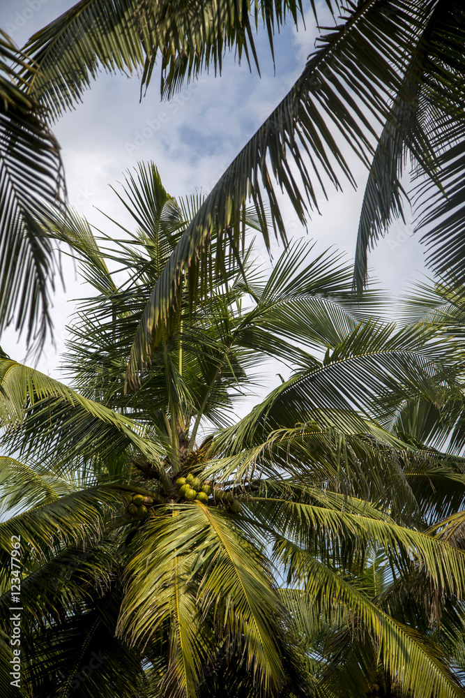 Obraz premium Agonda, India