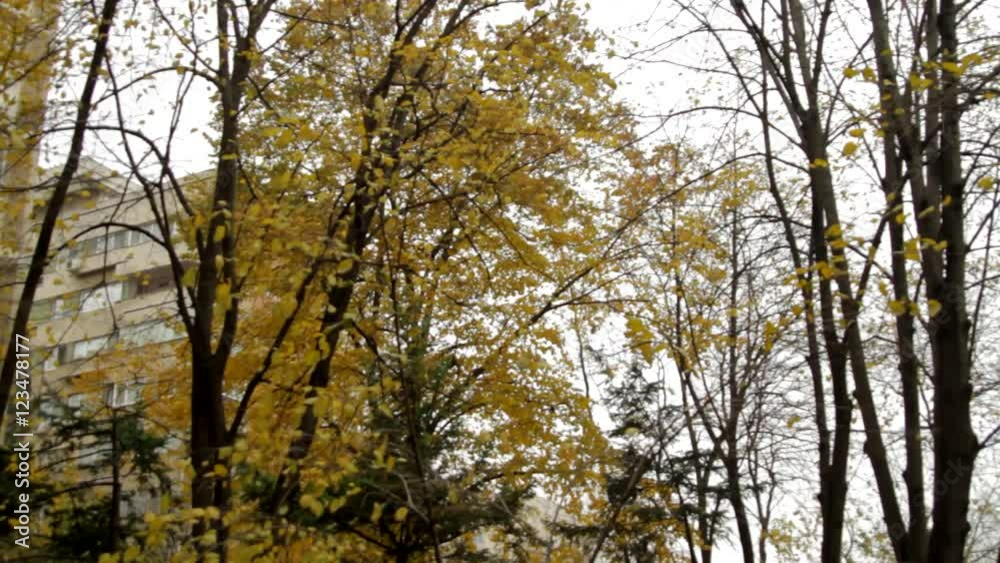 Autumn Day In The Neighborhood, Cold Wind Blowing, Winter Is Coming Autumn Day In The Neighborhood, Cold Wind Blowing, Winter Is Coming